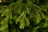 Искусственная сосна Ноттингемская 230 см зеленая