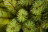 Искусственная елка Лесная Красавица 230 см голубая