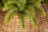 Искусственная елка Лесная Красавица 230 см голубая