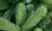 Искусственная ель Модерно Премиум 2.1 м зелёная