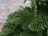 Triumph Tree ель Нормандия 215 см темно-зеленая 100% литая стройная