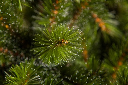 Искусственная елка Лесная Красавица 60 см зеленая