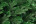 Искусственная ель Царевна 220 см зеленая Резина + ПВХ