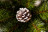 Искусственная сосна Женева 60 см заснеженная с шишками