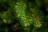 Искусственная сосна Праздничная 155 см зеленая