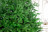 Искусственная ель Великая 240 см зеленая Резина 100% Империя елок