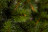 Искусственная елка Лесная Красавица 155 см зеленая стройная