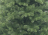 Искусственная елка Кавказская Премиум 155 см 100% резина Царь Елка КЗП-155