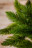 Искусственная ель Триумф Де Люкс 185 см зеленая