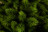 Искусственная ель Триумф Де Люкс 215 см зеленая