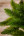 Искусственная ель Триумф Де Люкс 230 см зеленая