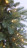 Искусственная ель 185 см 220 ламп Швейцарская Black Box зеленая Резина 100%