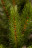 Искусственная елка Лесная Красавица 185 см зеленая стройная