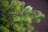 Искусственная ель 185 см Городская Black Box зеленая Резина 100%