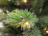 Искусственная ель Триумф Де Люкс 230 см 328 ламп зеленая