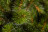Искусственная елка Лесная Красавица 230 см зеленая стройная