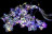 Электрогирлянда Бахрома Звезда 8см со светлячками M.02.4T.10L-8Star