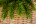Искусственная ель Триумф Норд 215 см зеленая