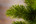 Искусственная ель Триумф Норд 215 см зеленая
