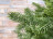 Искусственная ель 185 см Дуглас Black Box зеленая Резина 100%