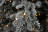 Искусственная елка Стильная 215 см 552 ламп заснеженная Премиум ели