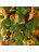 Искусственная ель Афродита 120 см зеленая 100% Резина