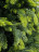 Искусственная ель 1.5 м Cosmos зеленая Резина + ПВХ
