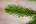Искусственная ель Норвежская 155 см зеленая