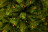 Искусственная сосна Сказочная 230 см зеленая Триумф
