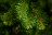Искусственная ель Норвежская 215 см зеленая