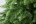 Искусственная ель 4.0 м Сказочная зеленая Резина + ПВХ