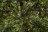 Ель искусственная Королевская Премиум 260 см зеленая 100% Резина 2