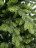 Искусственная ель 3.0 м Emerald зеленая Резина + ПВХ