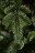 Искусственная елка Нормандия пушистая 230 см темно-зеленая