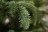 Искусственная елка Нормандия пушистая 260 см темно-зеленая