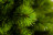 Искусственная ель Триумф Норд 215 см зеленая стройная