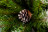 Искусственная ель Императрица 260 см заснеженная с шишками