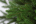 Искусственная ель Раскидистая Премиум 240 см зеленая Резина 100%
