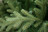Искусственная ель Валерио Премиум 1.5 м зелёная