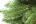 Искусственная ель Финская Премиум 180 см зеленая 100% Резина