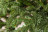 Triumph Tree ель Нормандия 260 см темно-зеленая Триумф