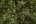 Ель искусственная Королевская Премиум 260 см зеленая 100% Резина 7
