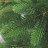 Искусственная ель Дриада 220 см светло-зеленая 100% Резина