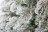 Искусственная елка Стильная 215 см заснеженная Премиум ели