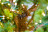 Искусственная ель Тамарак 215 см 2400 ламп зеленая