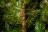 Искусственная ель Балканская 155 см зеленая Премиум
