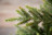 Ель искусственная Королевская Премиум 185 см зеленая 100% Резина