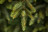 Ель искусственная Королевская Премиум 185 см зеленая 100% Резина