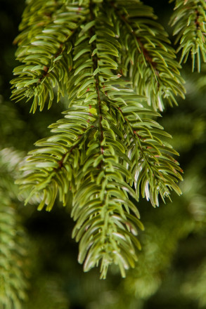 Искусственная елка Шервуд Премиум 230 см зеленая 100% литая хвоя