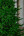 Искусственная ель 2.1 м Элиза зеленая Резина + ПВХ